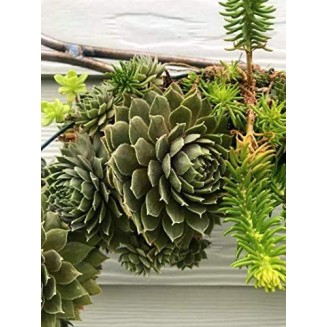 Living Succulent Wreath 16" Desert Wreath Holiday Wreath Christmas Wreath Door Decor Wall Decor Table Centerpiece