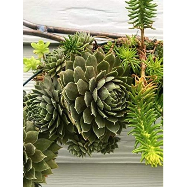 Living Succulent Wreath 16" Desert Wreath Holiday Wreath Christmas Wreath Door Decor Wall Decor Table Centerpiece