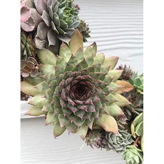 Living Succulent Wreath 16" Desert Wreath Holiday Wreath Christmas Wreath Door Decor Wall Decor Table Centerpiece