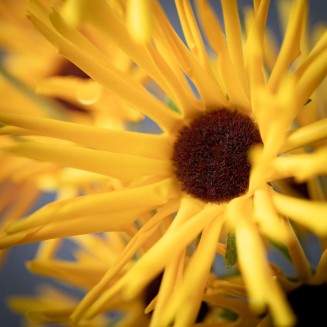  Yellow Daisy Stem, 38-Inch Artificial Fake Flower, Lifelike Centerpiece for Home, Office, Weddings and Gifts Décor